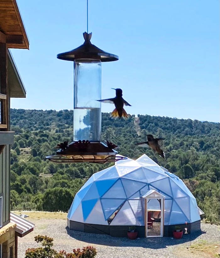 hummingbirds feeding wiht Geodesic dome greenhouse in the background