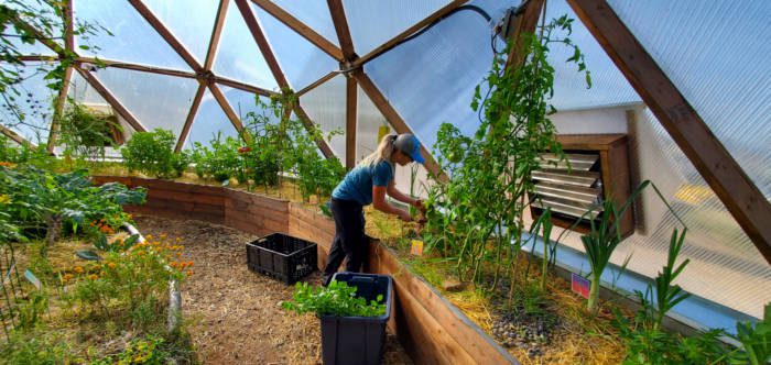 Gardener harvesting celery in a dome greenhouse