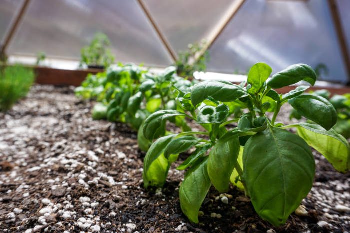 little basil plants growing in a raised bed greenhouse garden 
