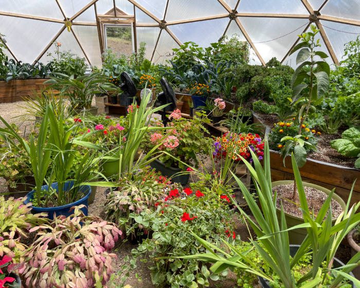 Inside a 42' Growing Dome full of vibrant plants.