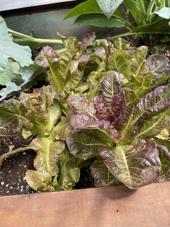 red leaf lettuce growing in the greenhouse