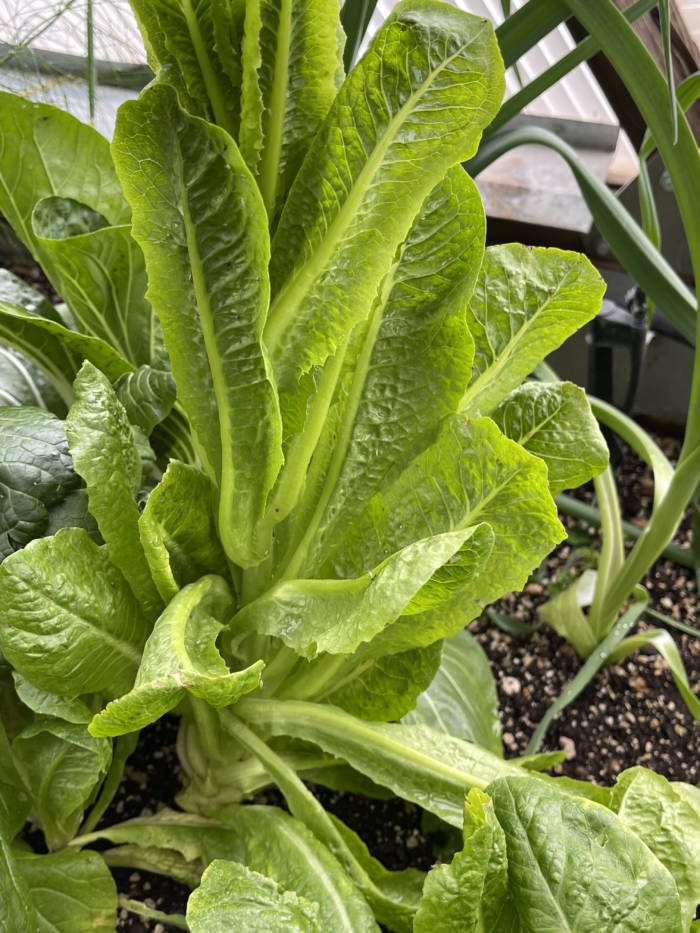 romaine lettuce growing in raised beds