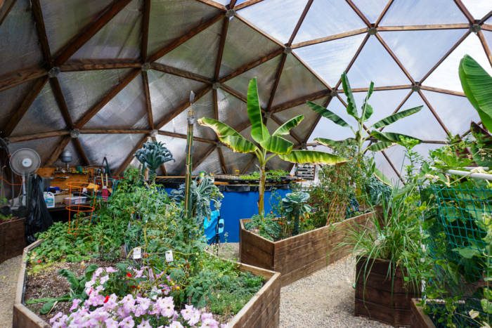 Banana trees and flowers inside the Geothermal Greenhouse Partnership's Community Growing Dome