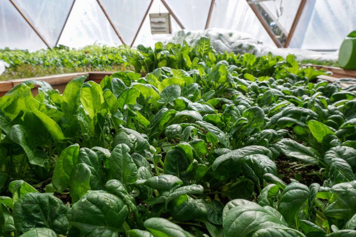 companion planting in a dome greenhouse