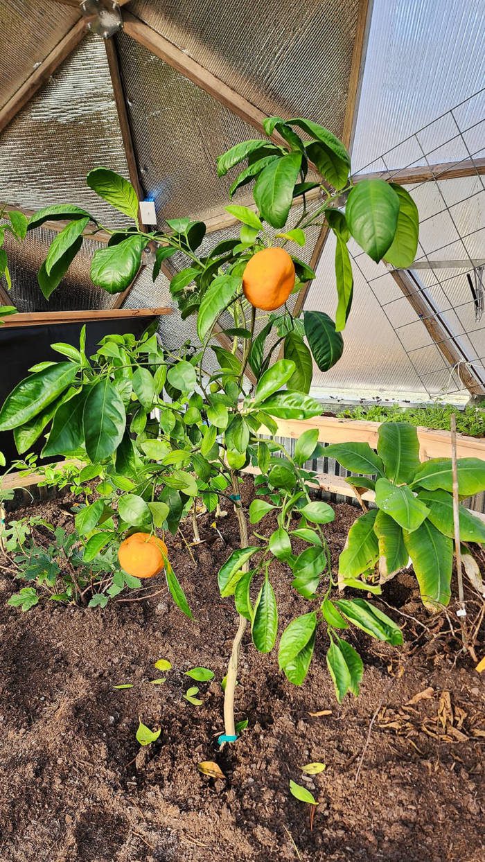Citrus tree growing in a 22' Growing Dome 