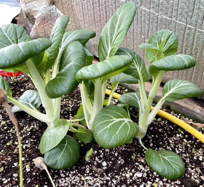 growing bok choy in the greenhoue 