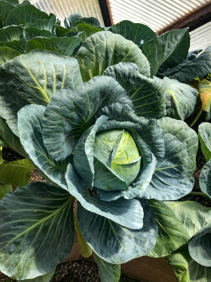 growing cabbage in a growing dome greenhouse