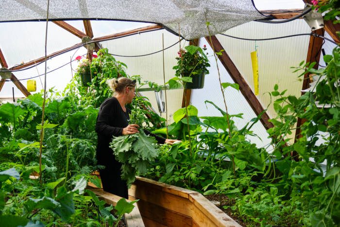 gardener harvesting fresh produce from a greenhouse
