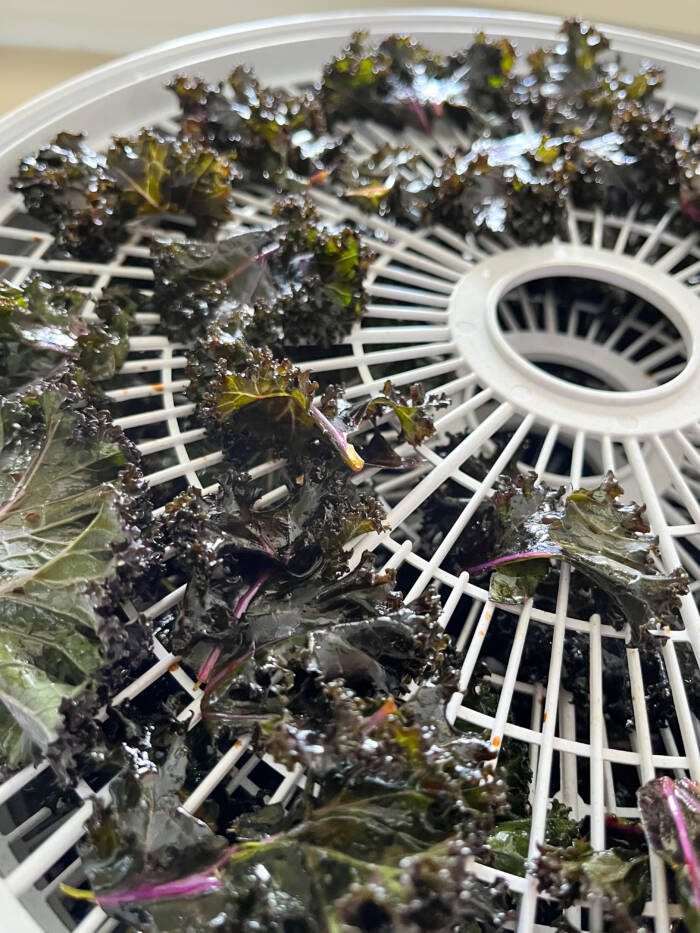 Photo of small kale chips spread evenly on dehydrator racks