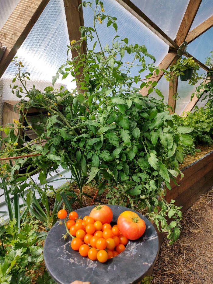 Tomatoes and tomato plant in a greenhouse