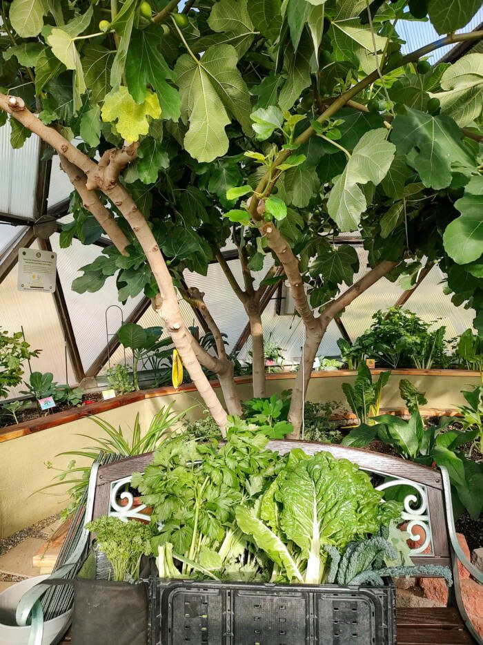 Fresh produce under a fig tree in a Growing Dome greenhouse