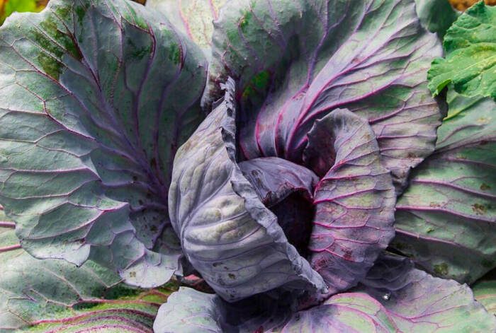 purple cabbage growing 