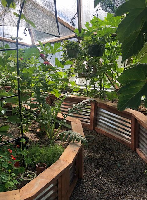 Thriving backyard greenhouse with metal raised garden beds