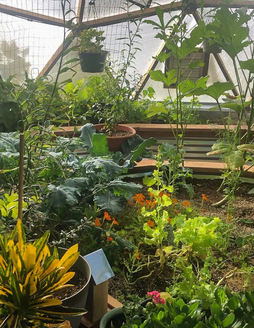 Thriving backyard greenhouse