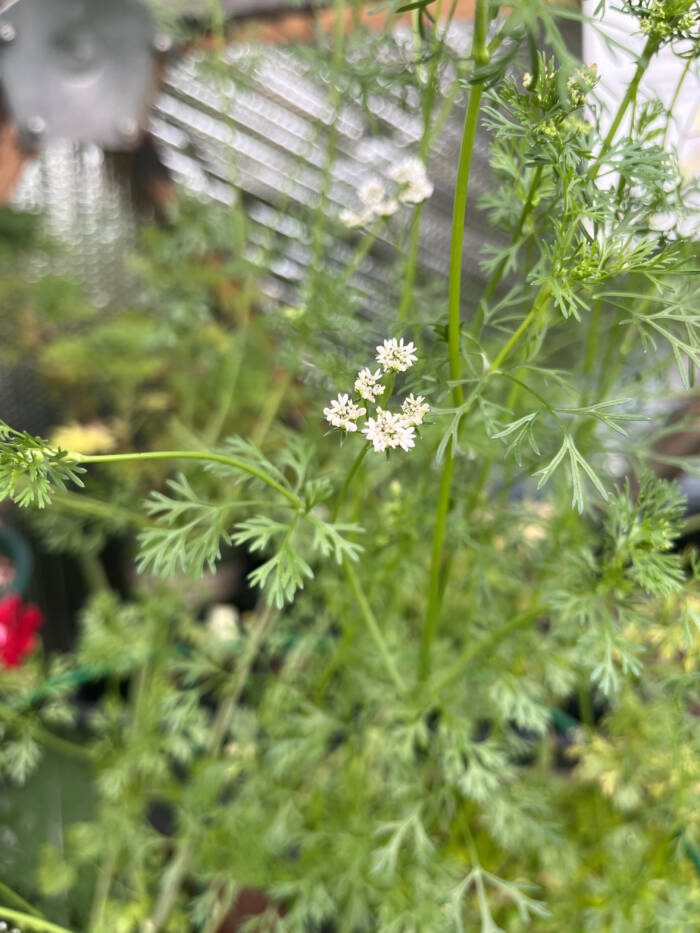 cilantro plant going to seed aka coriander in a greenhouse enviroment