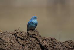 blue bird on a dirt mound