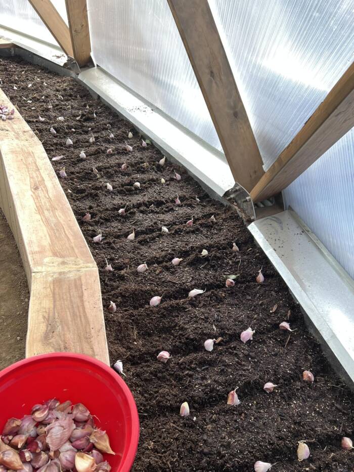 planting garlic to repel garden rodents