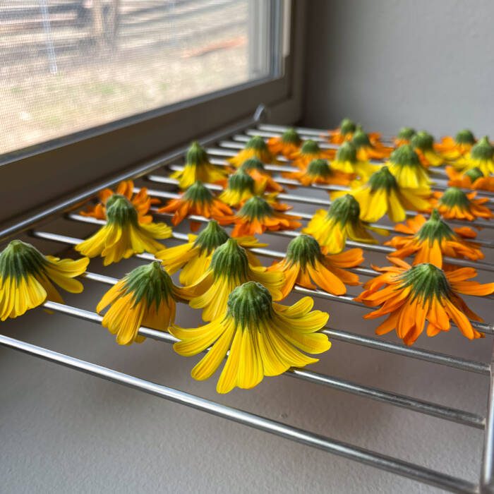How to make calendula oil flowers drying on wire rack