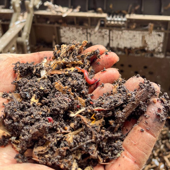 Worm castings from a vermiculture system held in a hand