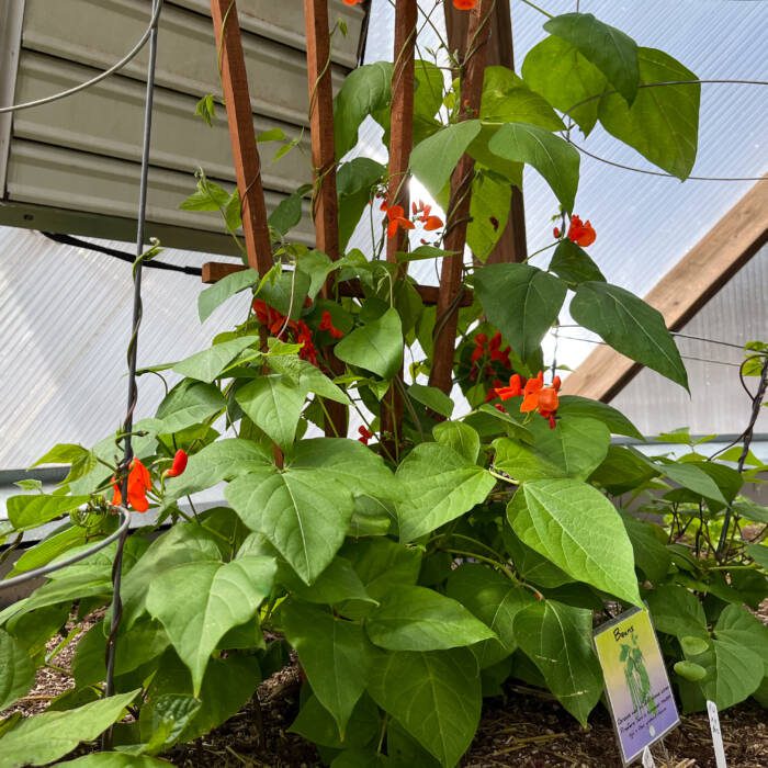 Greenhouse Gardening: Watering Best Practices For Optimal Growth