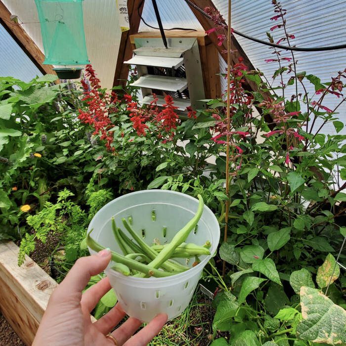 Green Bean Harvest in a Growing Dome Greenhouse