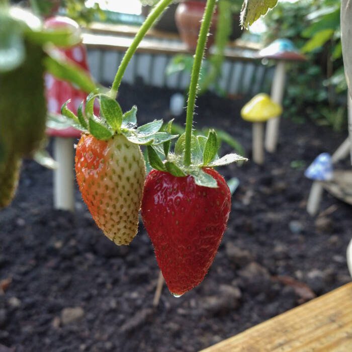 strawberries in greenhouse garden