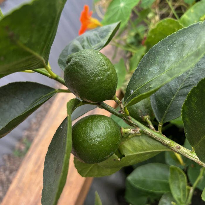 lime in greenhouse garden