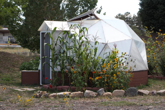 Growing corn outside the 15 foot dome at the end of August