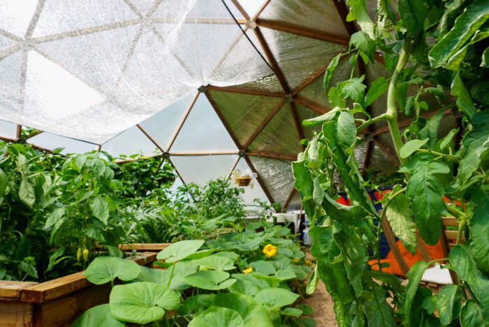 Pumpkins growing in the greenhouse grow dome in Golden, CO in 2020