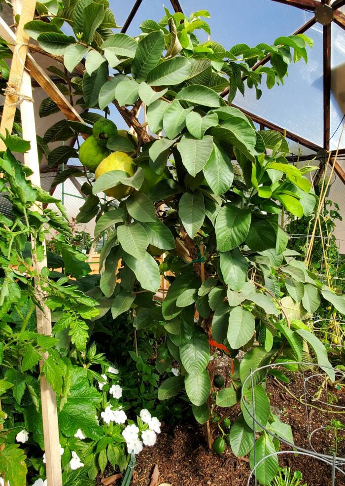 guava tree growing in a greenhouse