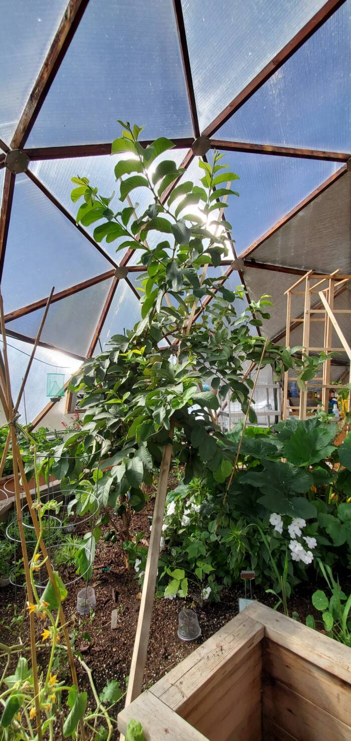 guava tree growing in the center raised bed of a growing dome greenhouse