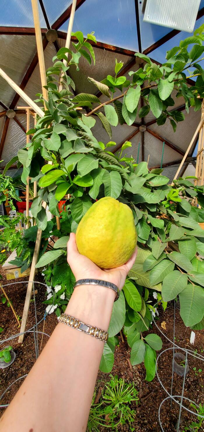 growing guava tree in a greenhouse with a freshly harvested guava in someones hand