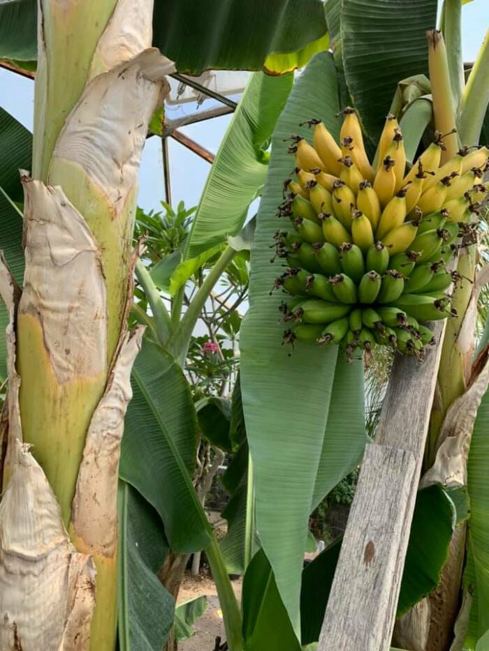 bananas fruit bearing plants growing in a greenhouse