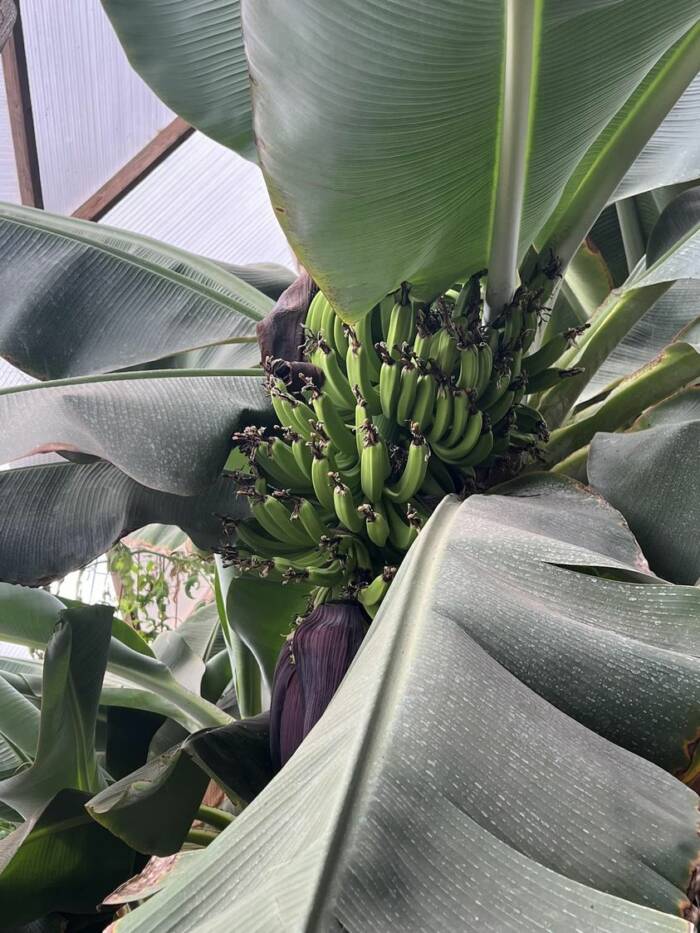 Growing bananas in a dome March 2023