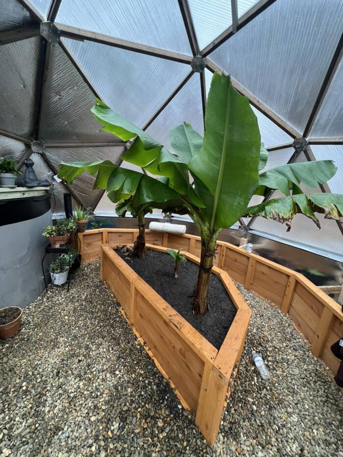 Growing bananas in a dome in February 2023