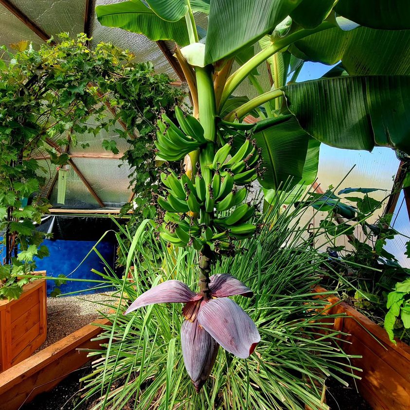Growing Bananas In a Greenhouse All-Year