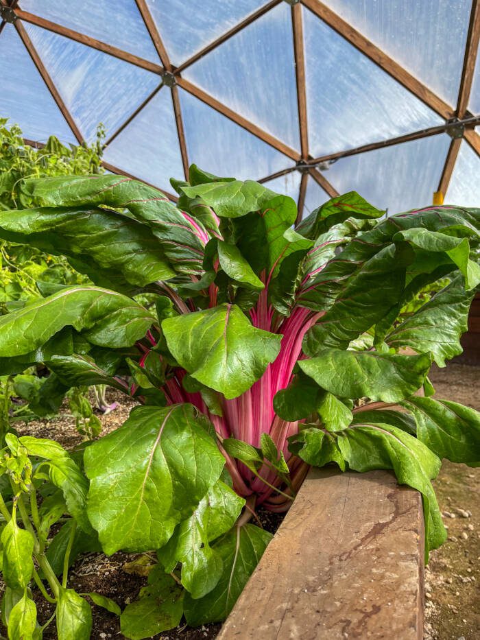 Swiss Chard in a Growing Dome Greenhouse