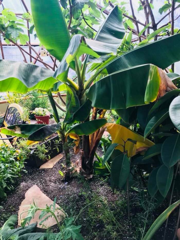 Growing bananas 2018