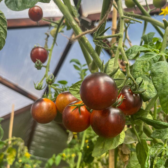 Growing Dome greenhouse grown tomatoes