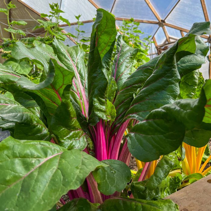 Chard growing in a Growing Dome greenhouse