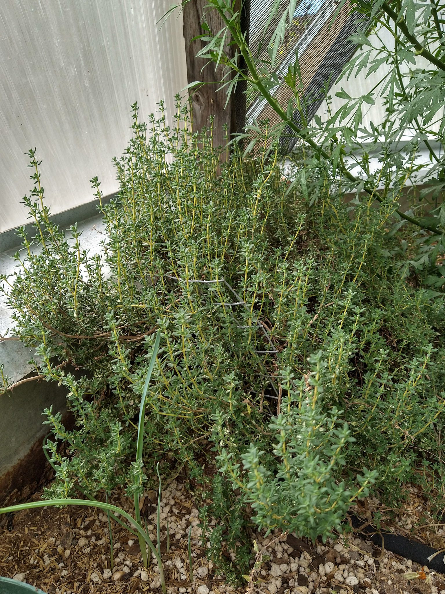 It is Growing Thyme! Secrets to Growing Thyme in a Greenhouse
