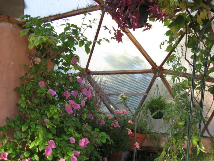 bougainvillea in a dome greenhouse