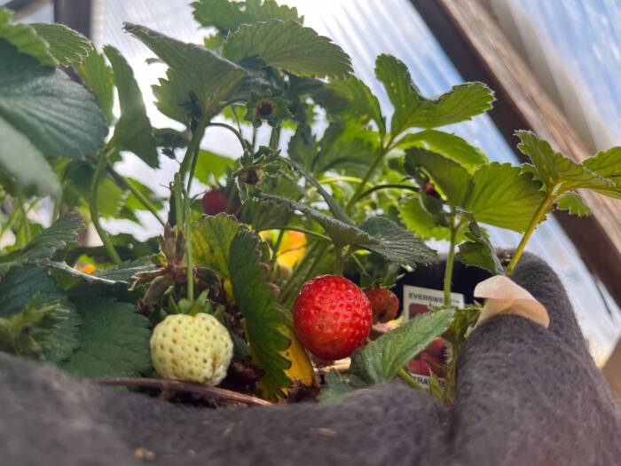 strawberries growing in a greenhouse