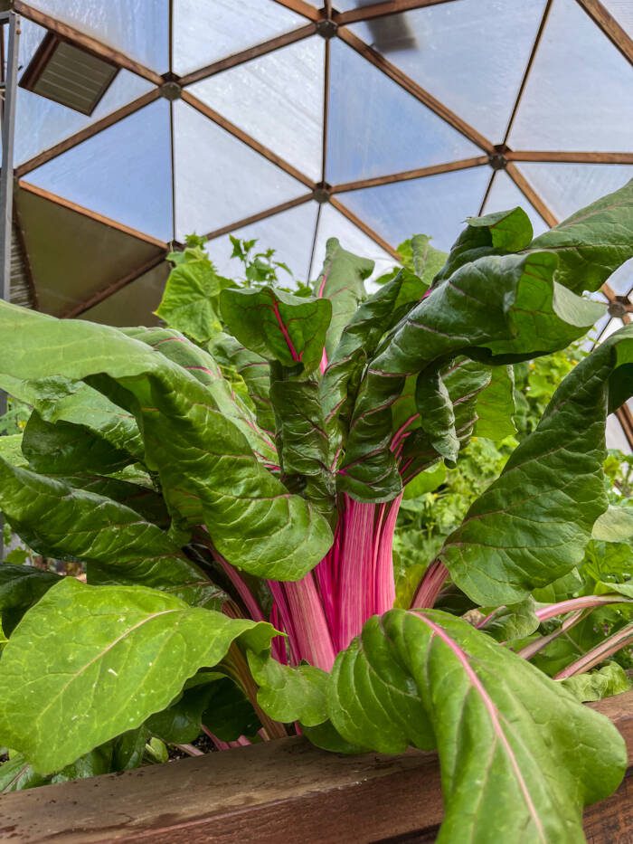 Chard growing in a 42' Growing Dome greenhouse