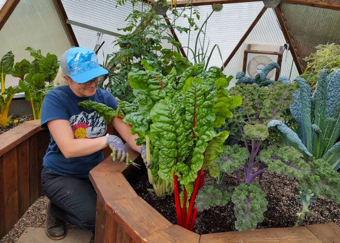 gardener harvesting chard in a greenhouse