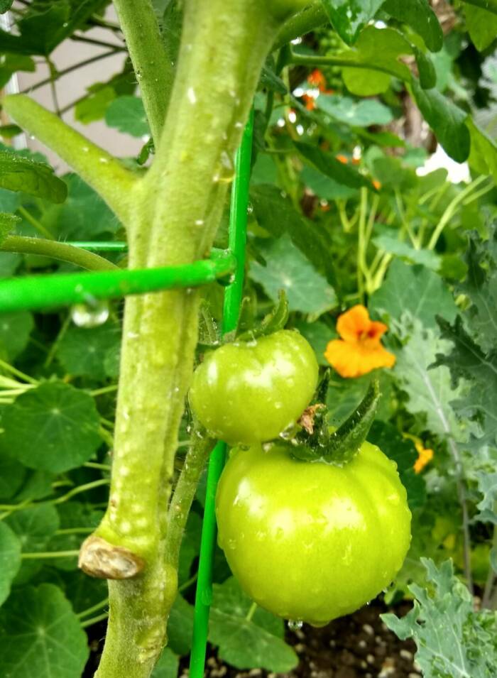staked tomato growing next to a nasturtium