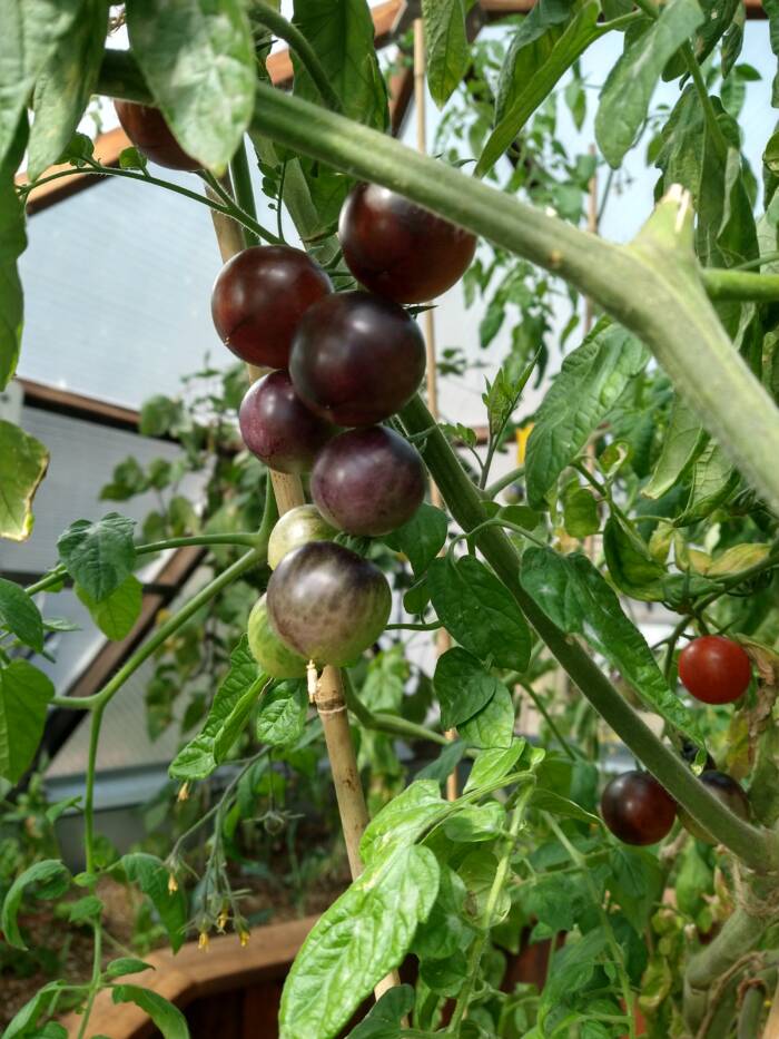 tomato varieties come in many colors like these purple fruit