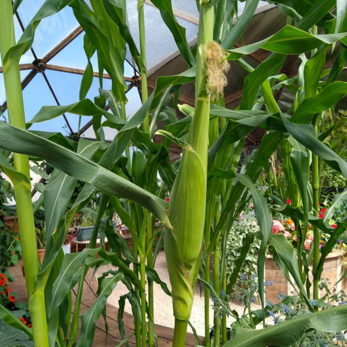 Corn with fresh silk growing on a stalk in a 42' Growing Dome greenhouse 