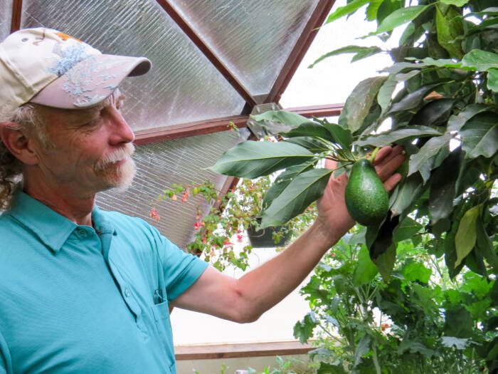 Growing Dome owner proudly showing off his avocado growing on a tree in his greenhouse