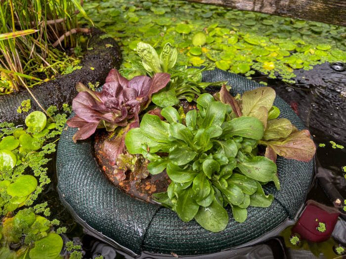 various lettuces growing in a floating garden planter